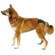 Trixie Majtki ochronne na cieczkę dla psa XL Czarne /60-70cm